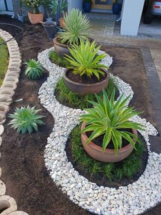 some plants are growing in the middle of a garden area with rocks and gravel around them