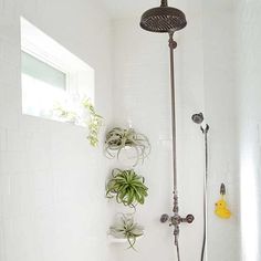 a bathroom with a tub, shower head, and plants on the wall above it