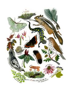 an illustration of various animals and plants on a white background