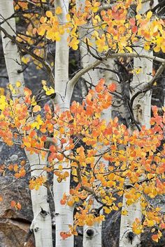 an autumn tree with yellow and orange leaves