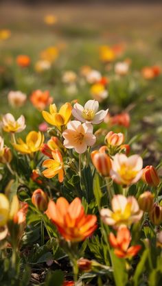 many different colored flowers growing in the grass