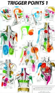 Trigger Point Therapy - Trigger point therapy is the use of various methods to relax and release trigger points in the body. Trigger Points, Punkty Spustowe, Muscles Anatomy, Anatomy Chart, Trigger Point Therapy, Trigger Point, Massage Techniques, Paper Poster, Pressure Points