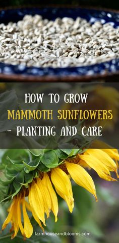 two pictures, one of a plate of mammoth sunflower seeds, and one of a mammoth sunflower Mammoth Sunflower, Types Of Sunflowers, Dried Sunflowers, Giant Sunflower, Planting Sunflowers, Starting Seeds Indoors, Sunflower Bouquets