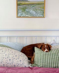 a brown and white dog laying on top of a bed next to two green pillows