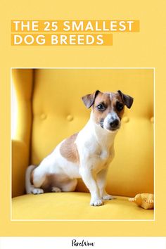 a small dog sitting on top of a yellow chair next to a corn cob