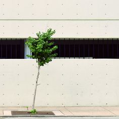 a small tree is growing out of the ground in front of a building with windows