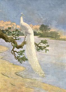 a white peacock standing on top of a tree next to a body of water with clouds in the background