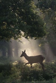 a deer is walking through the woods in the sunbeams on a foggy day