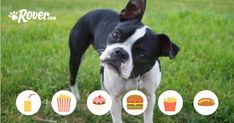 a small black and white dog standing on top of a lush green field next to food