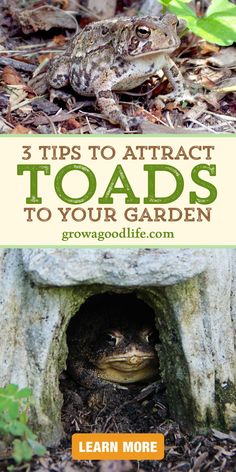 two toads sitting in the hole with text overlay reading 3 tips to attract toad's to your garden