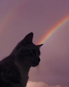 a cat is looking at a rainbow in the sky