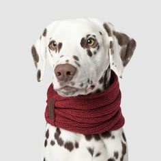 a dalmatian dog is wearing a red scarf and looking up at the camera