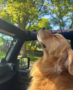 a golden retriever dog sitting in the driver's seat of a car looking up