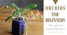 an orchid plant in a blue mason jar with the words orchids for beginners