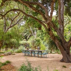 a table and chairs under a large tree in the middle of a park with lots of greenery