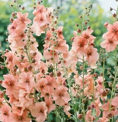 pink flowers are blooming in the garden