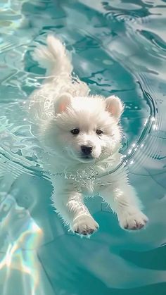 a small white dog swimming in a pool