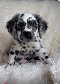 a black and white puppy sitting on top of a fluffy blanket