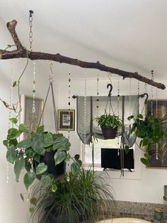 some plants hanging from a branch in a room