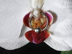 a white and red flower with a silver ring on it