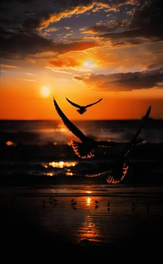 two birds flying over the ocean at sunset