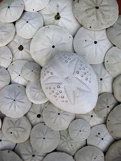 many white sand dollars with the words my favorite kind of dollars