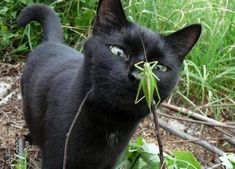 a black cat with a green stick in its mouth looking at the camera while standing outside