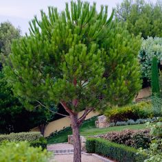 a large pine tree sitting in the middle of a garden