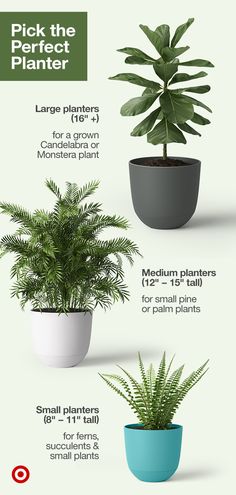 three potted plants are shown with the names and description for each plant in it