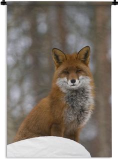 a red fox sitting on top of a snow covered rock in the woods with trees behind it