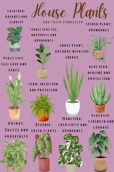 the house plants list with their names and pictures on it's purple background, including potted plants