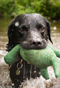 a wet black dog holding a green stuffed animal in its mouth while standing in the water