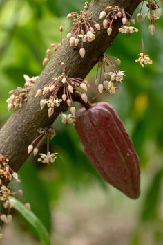 the flower buds are starting to open up on this tree's branch, which is still blooming