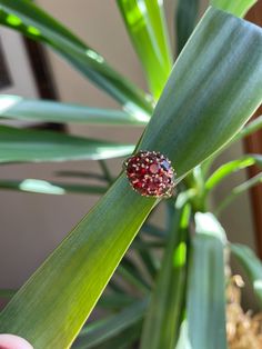 Vintage garnet and gold ring with dome or bombe shaped top. Features 17 small-medium garnets in a round arrangement. Prongs hold each garnet securely in place. A very eye catcging statement ring!  Janurary's birthstone is Garnet- great birthday gift idea!  Stamped 14k gold and size 5.75 US Era: 1960-1970s Vintage Round Garnet Cluster Ring, Ornate Round Garnet Rings, Vintage Garnet Rings With Polished Finish, Antique Hallmarked Garnet Ring, Vintage Multi-stone Garnet Jewelry, Garnet And Gold, Ring Antique, Great Birthday Gifts, Saint Louis