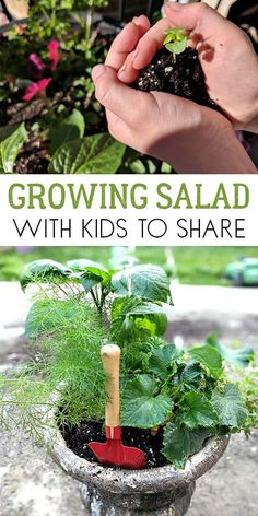 growing salads with kids to share in the garden is so much fun and easy