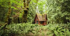 a cabin in the woods surrounded by trees and ferns