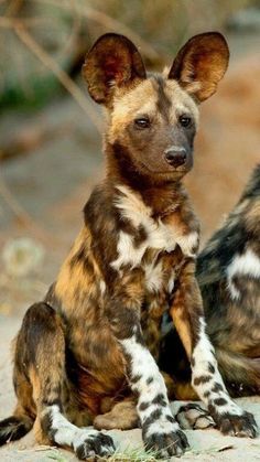 two hyenas sitting next to each other on the ground