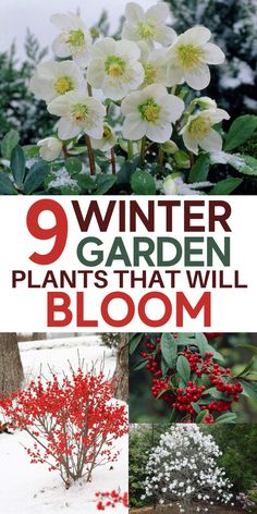 flowers that are blooming in the snow with text overlay reading 9 winter garden plants that will bloom