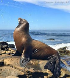 a sea lion sitting on top of rocks near the ocean