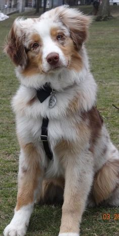 a brown and white dog sitting in the grass