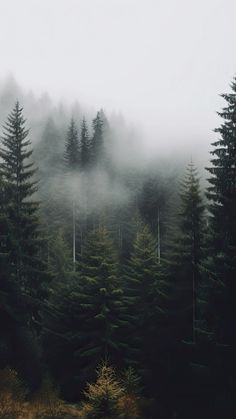 fog in the forest with pine trees