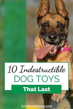 a dog with its tongue hanging out and the words 10 indestructible dog toys that last