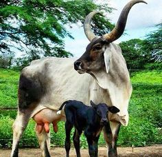 an adult and baby cow standing next to each other on a dirt ground with trees in the background