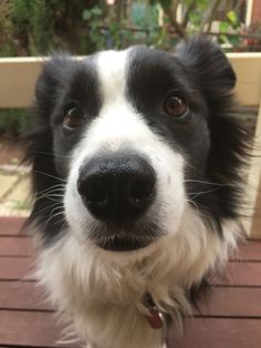 a black and white dog is looking at the camera while sitting on a wooden deck