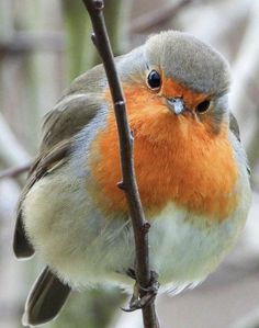 a close up of a bird on a tree branch