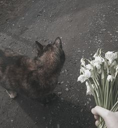 a cat is looking at some flowers on the ground and someone is holding it in their hand