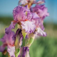 purple flowers are blooming in the field