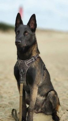 a black and brown dog sitting on top of a sandy beach