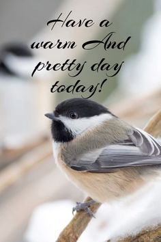 a bird sitting on top of a tree branch with the words have a warm and pretty day today