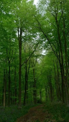 a dirt road in the middle of a forest with lots of trees on both sides